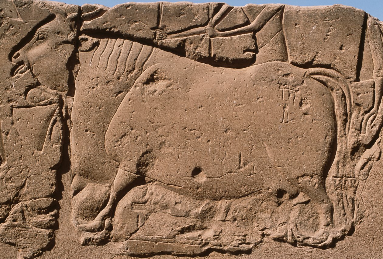 Detalye ng isang relief na naglalarawan sa isang baka, Ramesses II (1298-32 BC) courtyard (limestone)finn tekijältä Egyptian 19th Dynasty