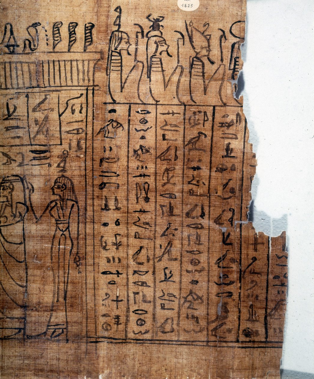 Kuolleiden kirja: egyptiläinen hieroglyfi 22. dynastian papyruksella. Yksityiskohta. 9. vuosisadalla eaa. Torino, Egyptiläinen museo. tekijältä Egyptian 22nd Dynasty