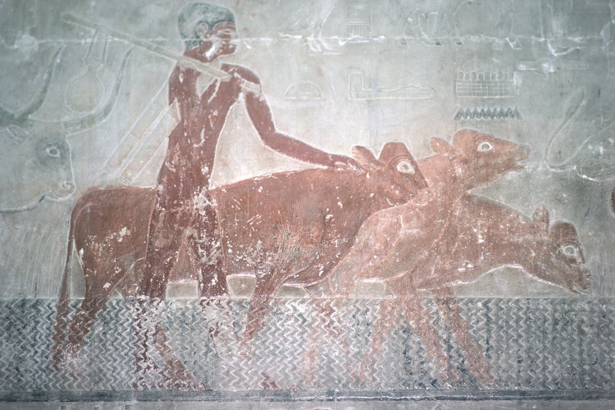 Nautakarja kahlaa kanavaa Mastaban kappelissa Ti, Vanha kuningaskunta (seinämaalaus) tekijältä Egyptian 5th Dynasty