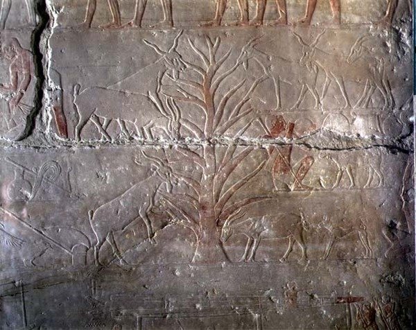 Vuohet syömässä pensasta, helpotus Akhethotepin Mastabasta Saqqarassa, vanhassa kuningaskunnassa (maalattu kalkkikivi) tekijältä Egyptian 5th Dynasty