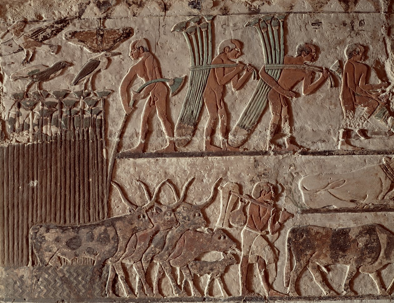 Korjuu papyrus ja ryhmä lehmiä, Old Kingdom (seinämaalaus) tekijältä Egyptian 5th Dynasty