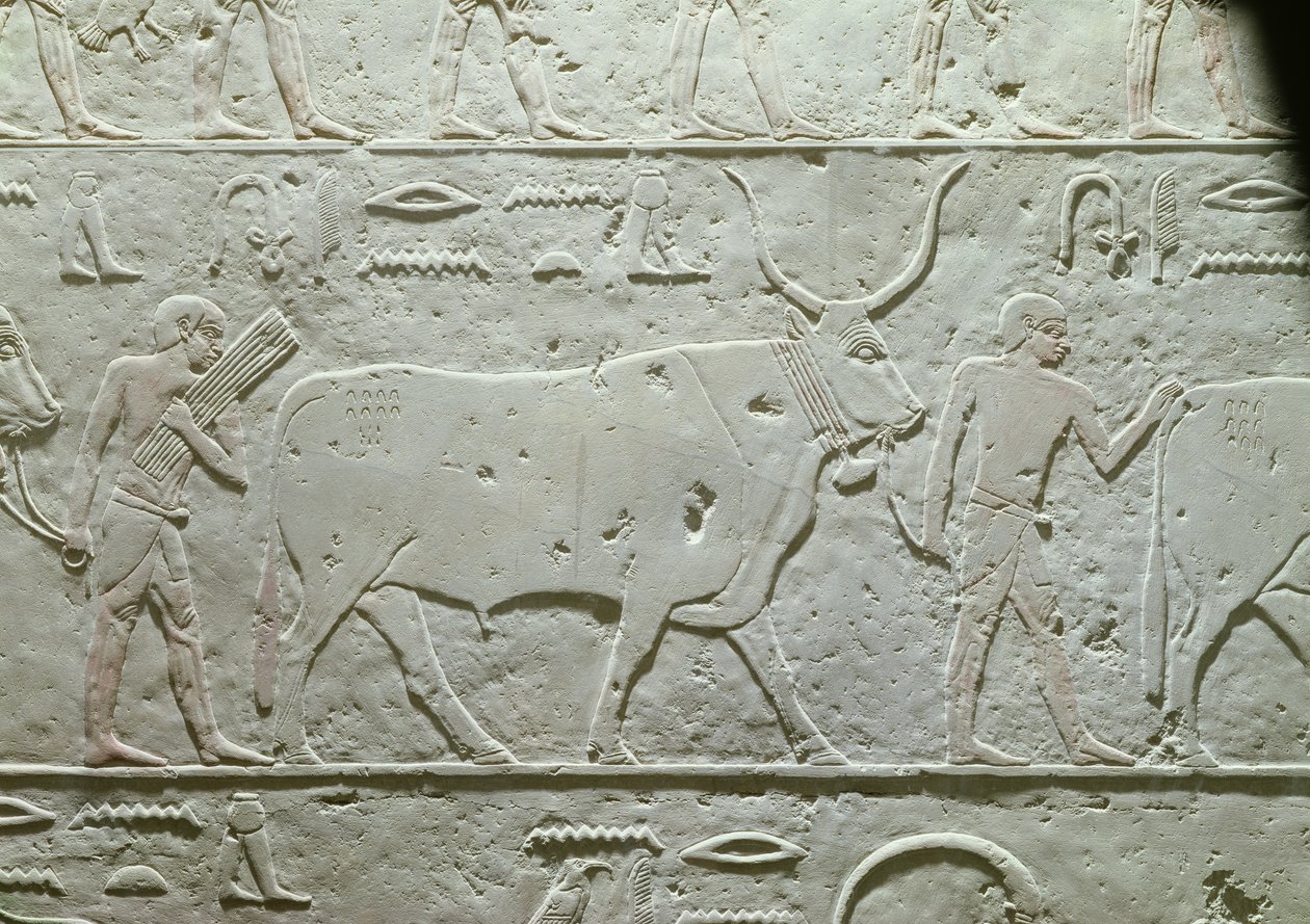 Paimen, joka johtaa härkää, yksityiskohta Akhethotepin Mastabasta, Saqqarasta, vanhasta kuningaskunnasta, noin 2500 eKr. (maalattu kalkkikivi) tekijältä Egyptian 5th Dynasty