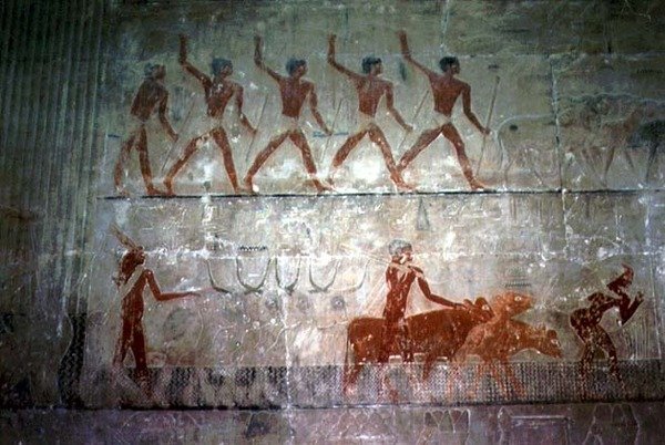 Miehet paimentavat lampaita ja karjaa Mastaba-kappelista Ti, Vanha kuningaskunta (seinämaalaus) tekijältä Egyptian 5th Dynasty