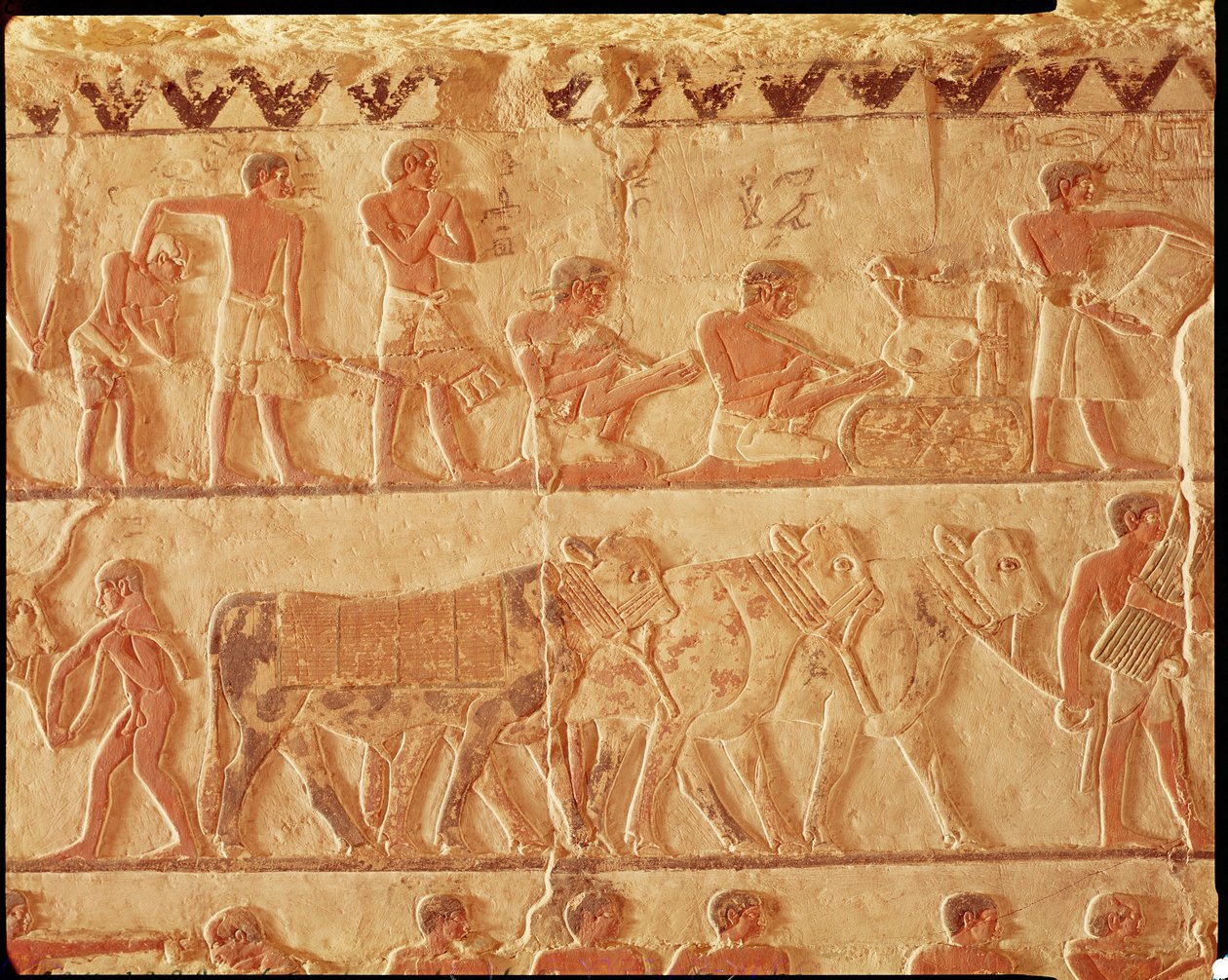 Maalattu reliefi, joka kuvaa verojen lähettämistä ja karjaryhmää, Vanha kuningaskunta (seinämaalaus) tekijältä Egyptian 5th Dynasty
