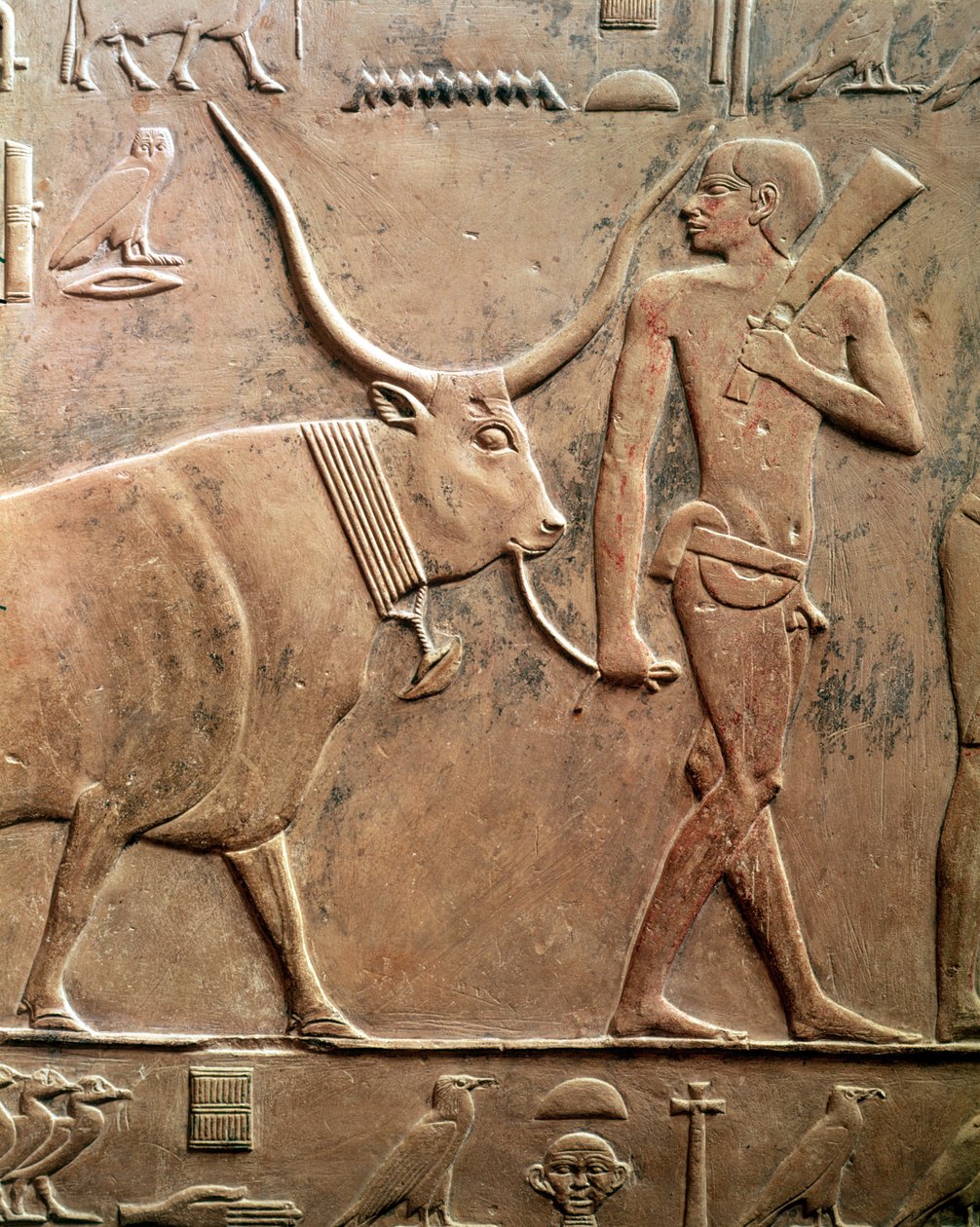 Reliefi, joka kuvaa talonpoikaa, joka johtaa lehmän uhriin, Ptahhotepin ja Akhti-Ho Tepin Mastabasta, Vanhasta kuningaskunnasta (kalkkikivi) tekijältä Egyptian 5th Dynasty