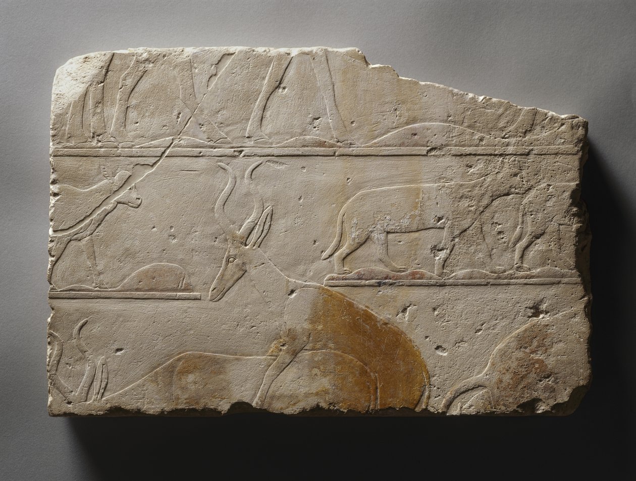 Relief with Desert Animals, Old Kingdom, löydetty Saqqarasta, noin 2472-2455 eKr. (maalattu kalkkikivi) tekijältä Egyptian 5th Dynasty
