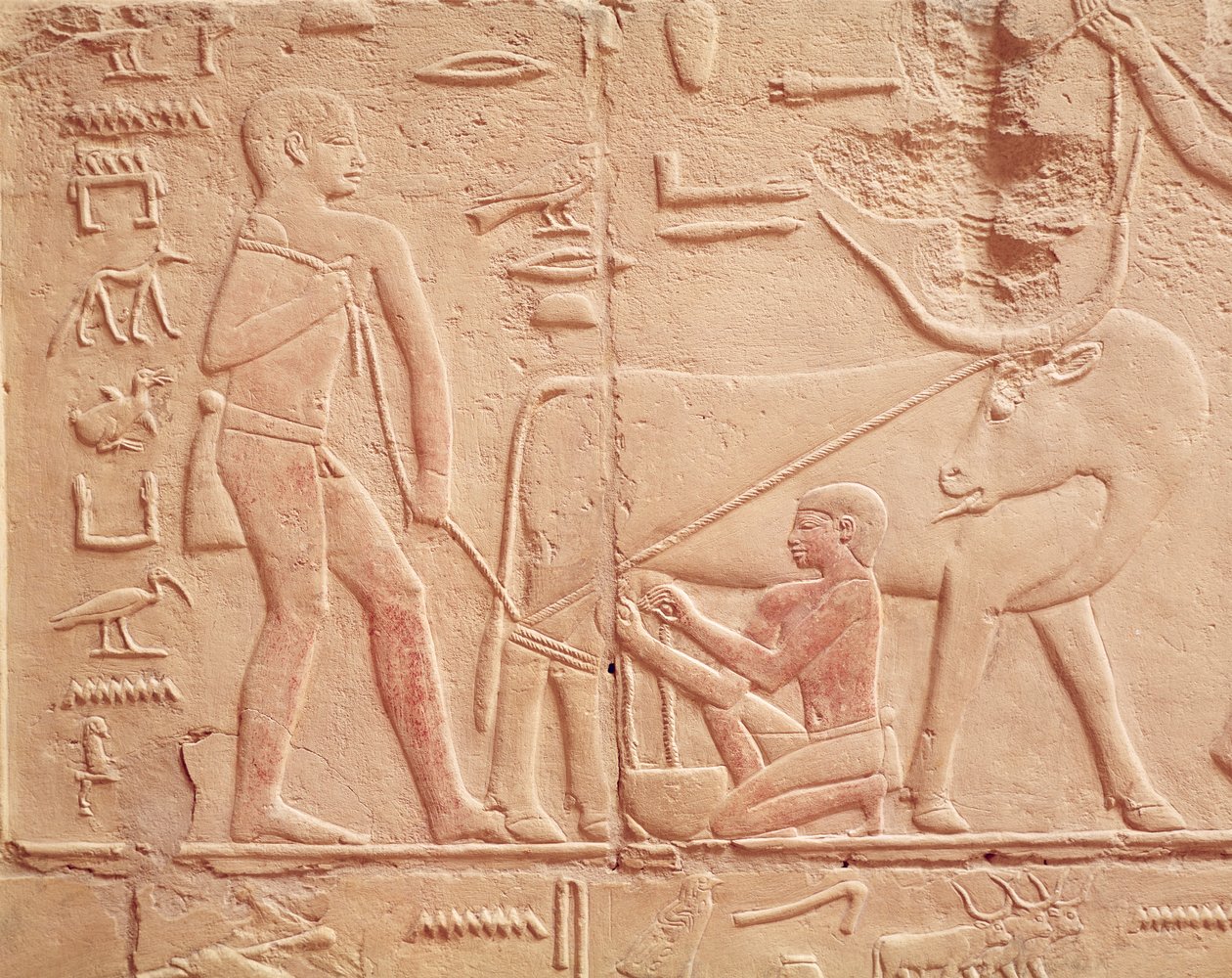 Reliefi, joka kuvaa miestä lypsämässä lehmää, Kagemnin Mastabasta, Vanhasta kuningaskunnasta (maalattu kalkkikivi) tekijältä Egyptian 6th Dynasty