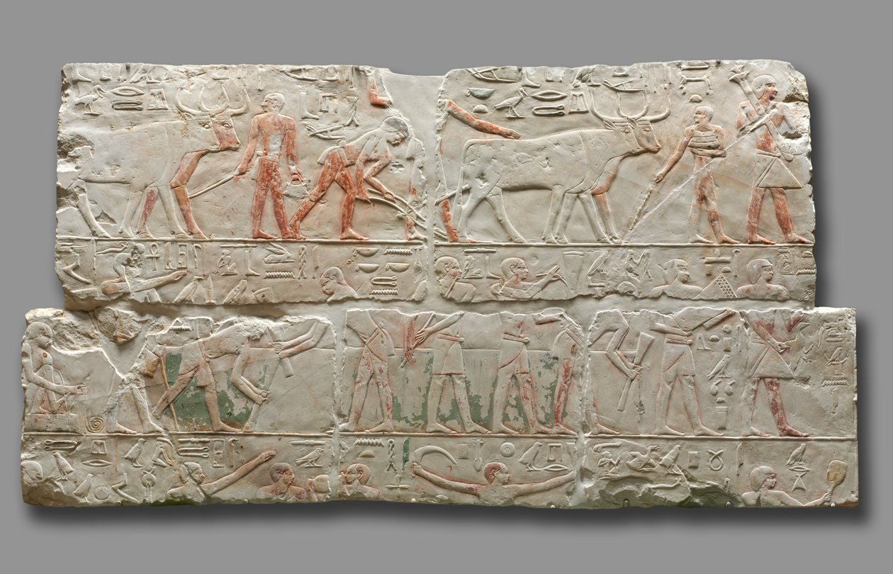 Relief of Agricultural Scenes, Saqqara, n. 2311-2281 tekijältä Egyptian 6th Dynasty