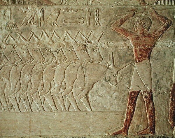 Reliefi, jossa karjankuljettaja rohkaisee karjaryhmää, Mererukan mastabasta, Vanha valtakunta (maalattu kalkkikivi). tekijältä Egyptian 6th Dynasty Egyptian 6th Dynasty