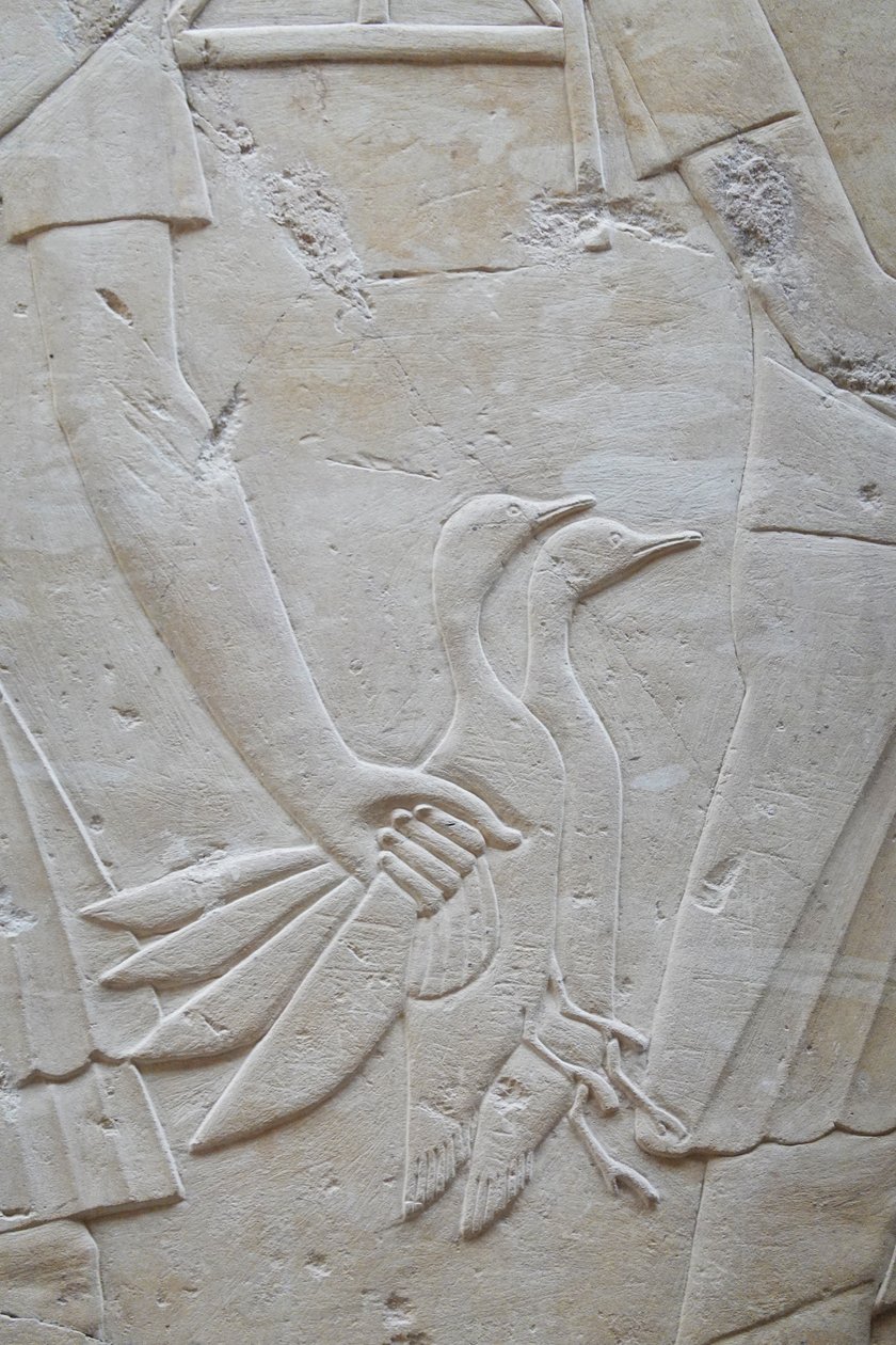 Käsi, joka pitää 2 hanhea siivistä, Ramosen hauta. tekijältä Egyptian Egyptian