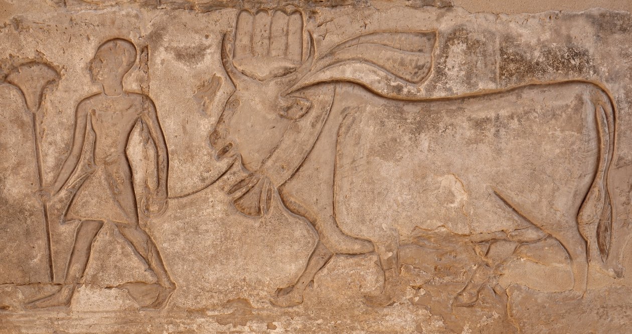 Mies vetää lehmää, Horuksen temppeli, Edfu tekijältä Egyptian Egyptian