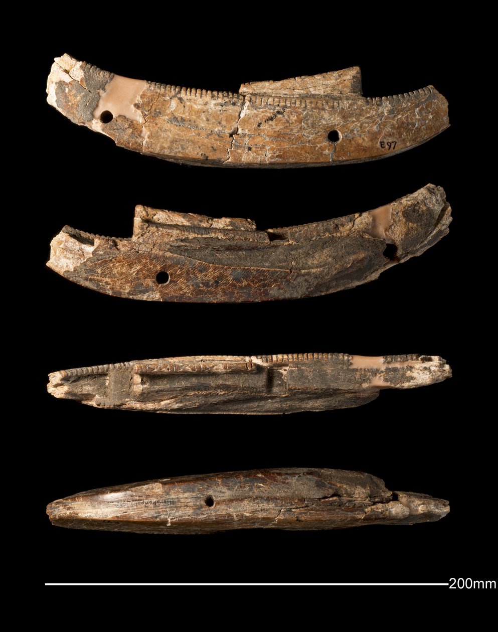 Mallivene, Hierakonpolis, varhainen dynastian aika (n. 2950 - n. 2575 eKr.) (veistetty norsunluu) tekijältä Egyptian Egyptian