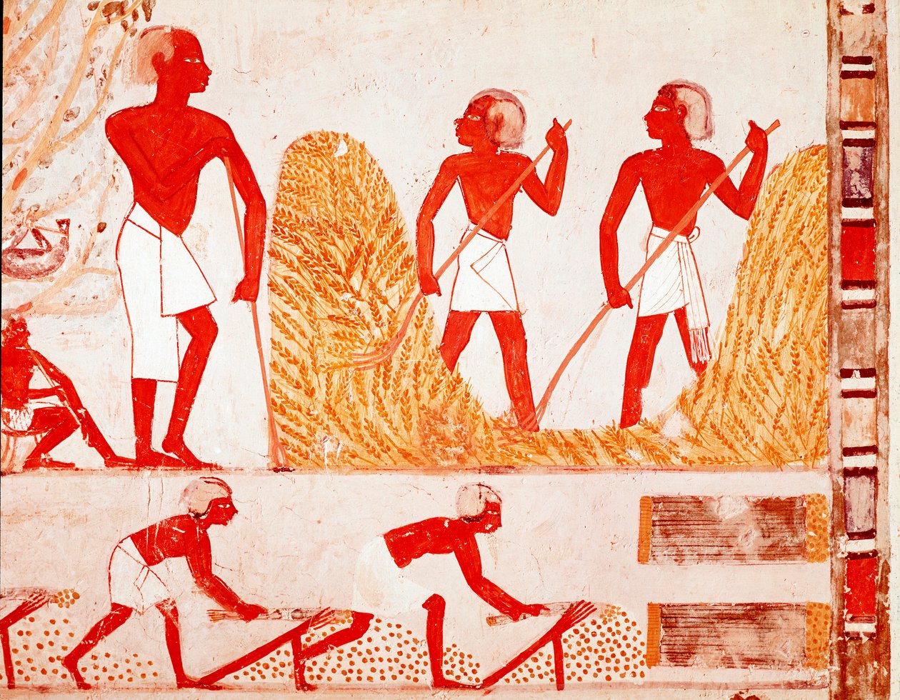 Sadonkorjuukohtaus muinaisessa Egyptissä (Fresko tekijältä Egyptian Egyptian