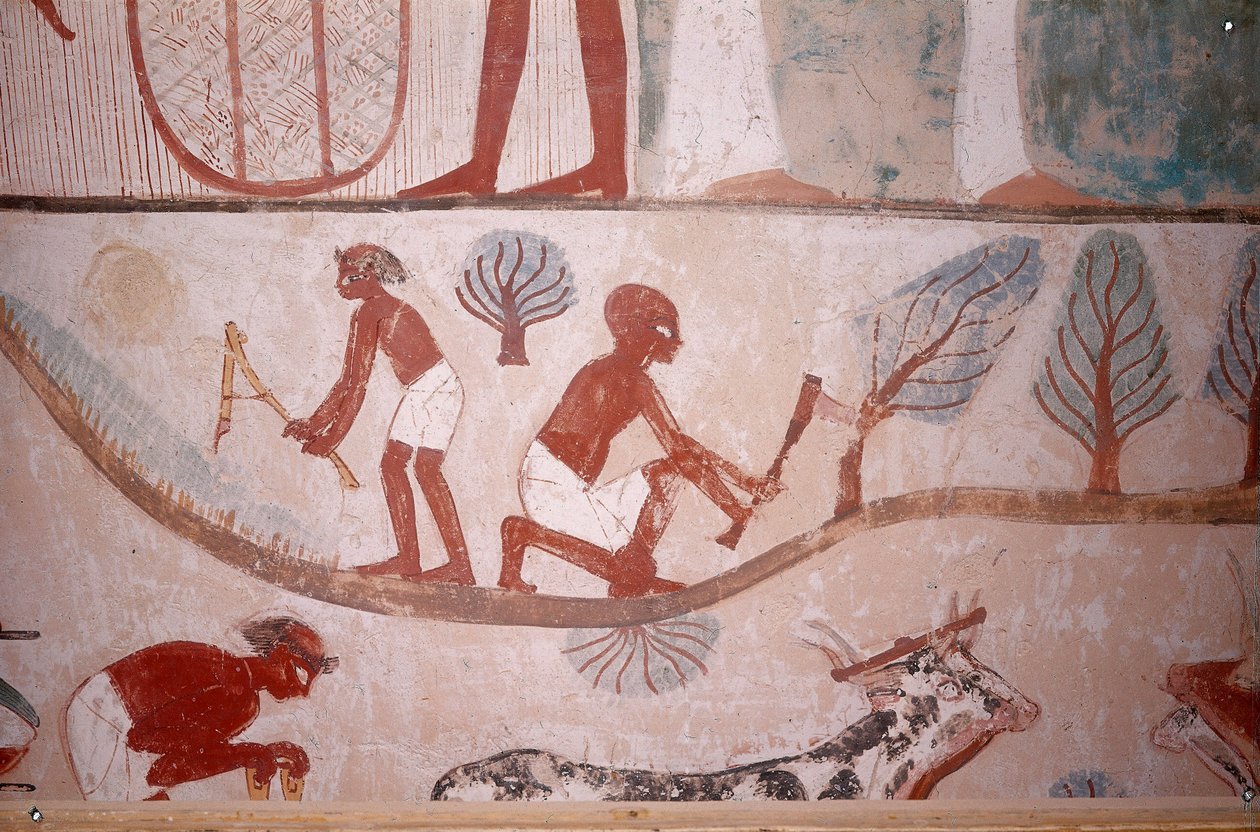 Maatalouden kohtaus (niitto ja puiden leikkaus), Kirjuri Mennan haudasta, Egypti, Sheikh Abd el-Qurna, Aatelisten laakso. tekijältä Egyptian School