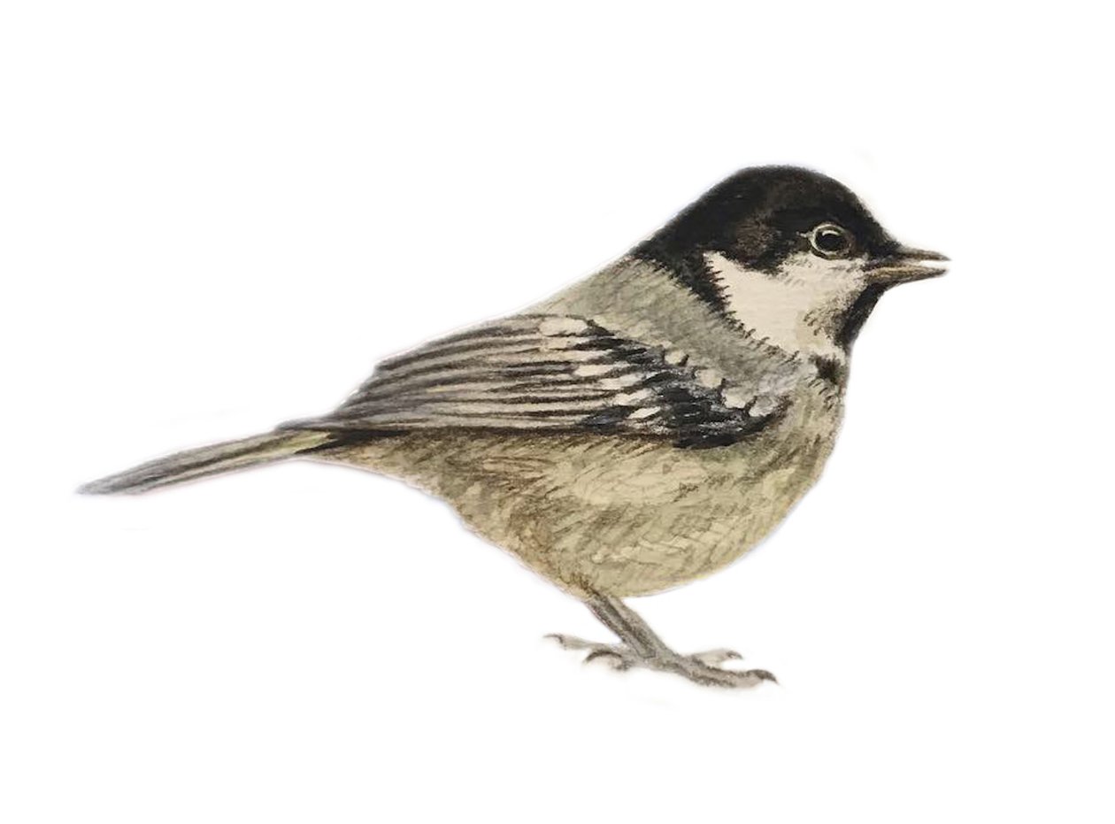 Coal Tit, 2019 (akvarelli ja lyijykynä) tekijältä Eleanor Grafton