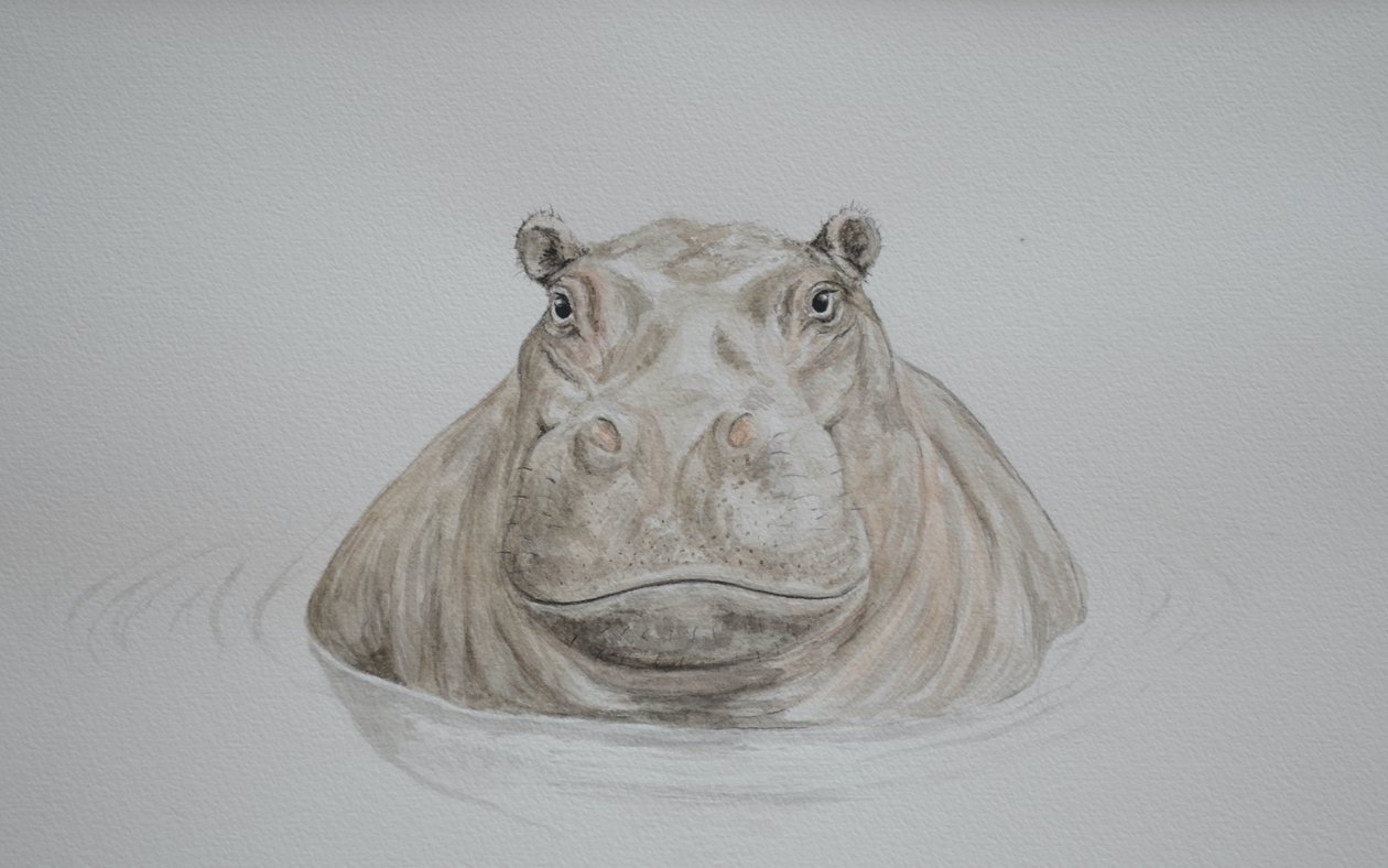 Hippo, 2021 (akvarelli) tekijältä Eleanor Grafton