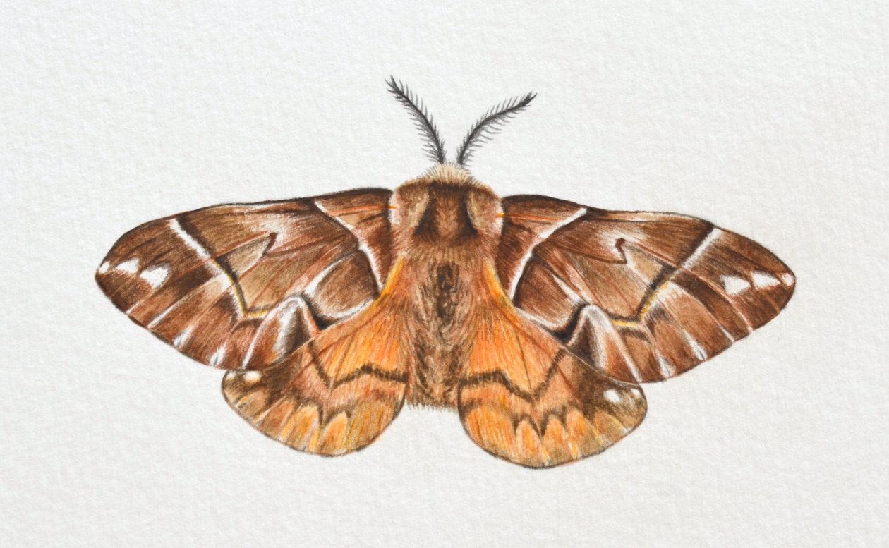 Kentish Glory Moth, 2023 tekijältä Eleanor Grafton