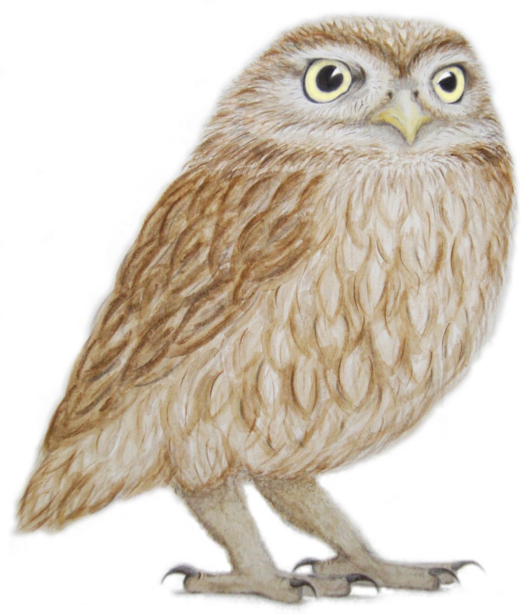 Pikkupöllö, 2011 (akvarelli ja lyijykynä paperille) tekijältä Eleanor Grafton