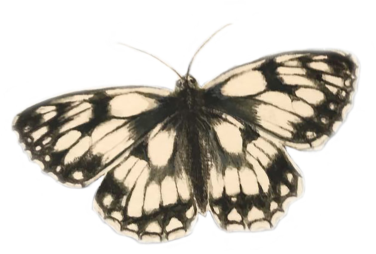 Marmoroitu valkoinen perhonen, 2019 (akvarelli ja lyijykynä) tekijältä Eleanor Grafton