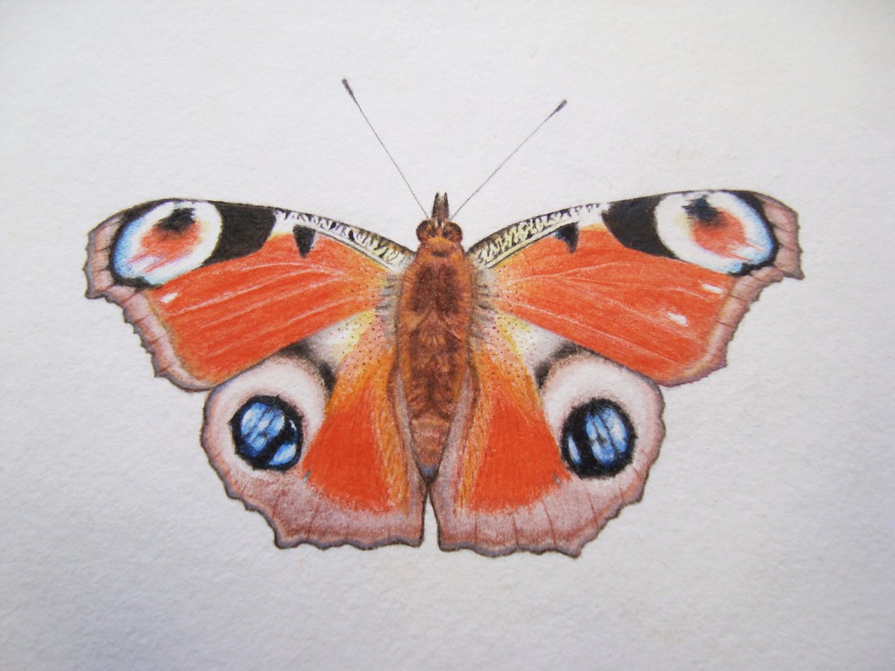 Peacock Butterfly, 2012 (akvarelli ja lyijykynä) tekijältä Eleanor Grafton