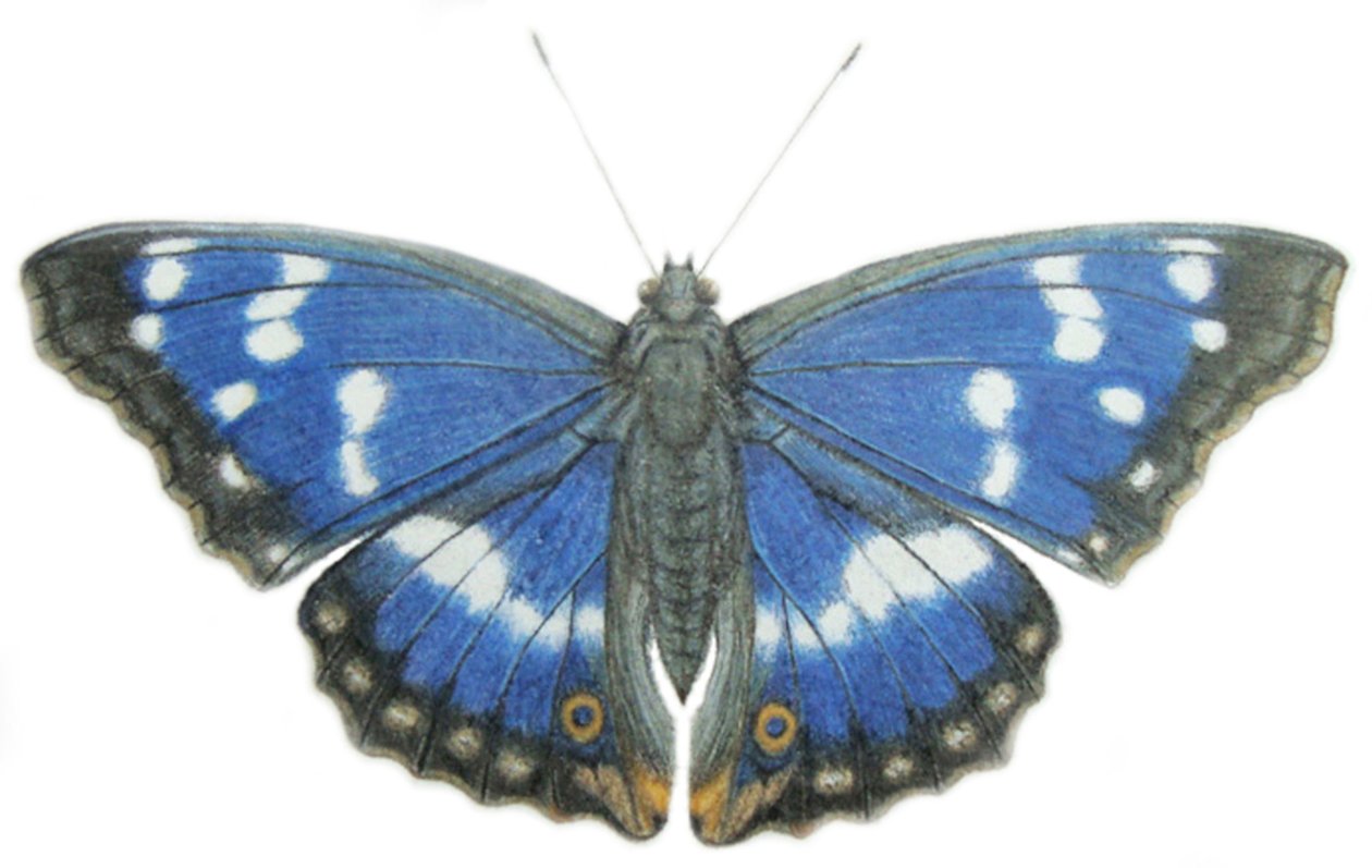 Purple Emperor, 2012 (akvarelli ja lyijykynä paperille) tekijältä Eleanor Grafton