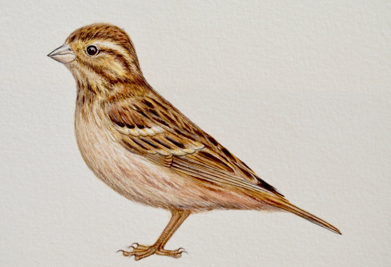 Reed Bunting, 2023 tekijältä Eleanor Grafton