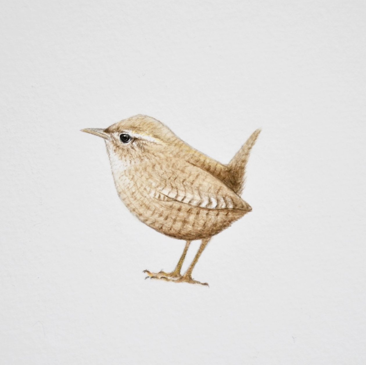 Wren, 2019 (akvarelli ja lyijykynä) tekijältä Eleanor Grafton