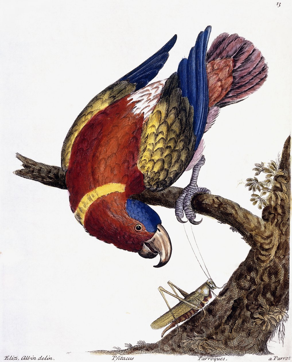 Papukaija, 1731-1738 tekijältä Eleazar Albin