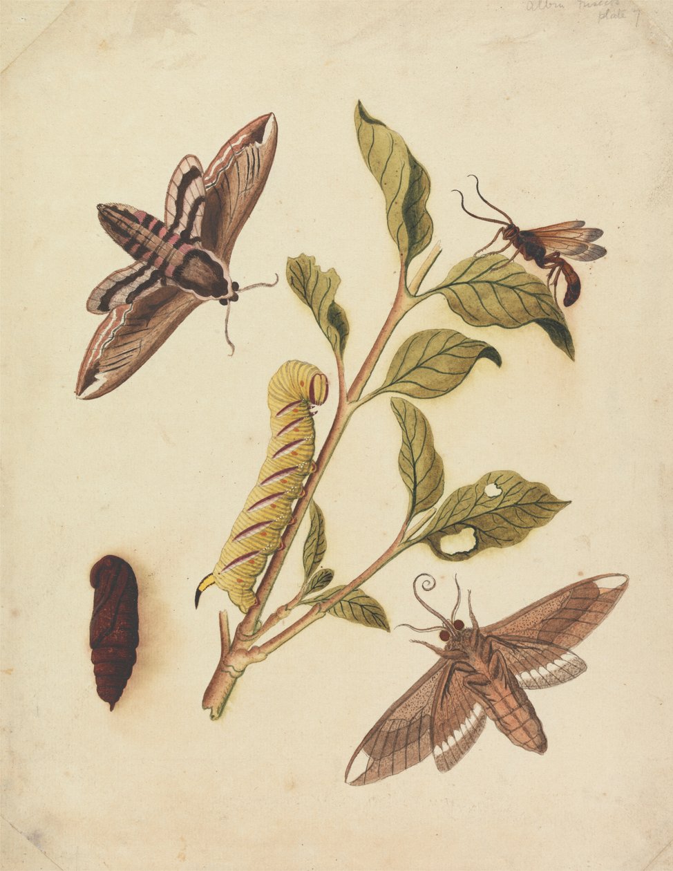 Privet Hawk Moths ja Callajoppa Exaltatoria tekijältä Eleazar Albin