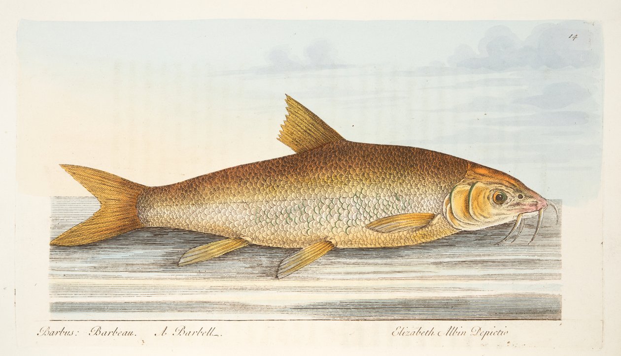 Barbel, teoksesta A Treatise on Fish and Fish-ponds, pub. 1832 (käsin väritetty kaiverrus). tekijältä Eleazar Albin