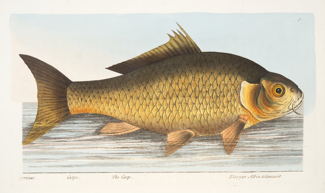 Karppi, teoksesta A Treatise on Fish and Fish-ponds, pub. 1832 (käsin väritetty kaiverrus) tekijältä Eleazar Albin