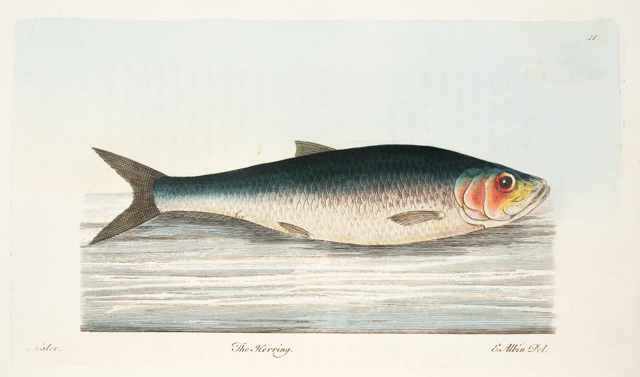 Silakka, teoksesta A Treatise on Fish and Fish-ponds, pub. 1832 (käsin väritetty kaiverrus) tekijältä Eleazar Albin