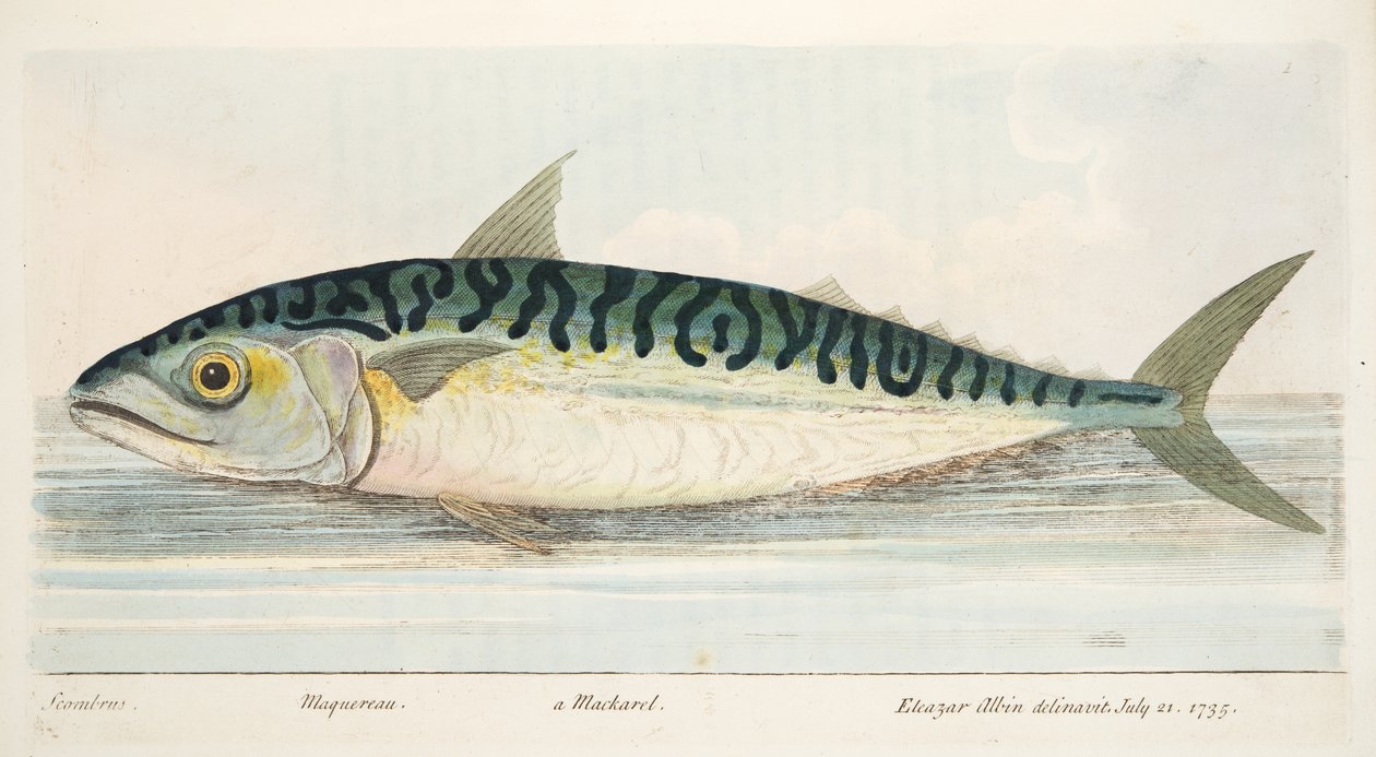 Makrilli, teoksesta A Treatise on Fish and Fish-ponds, pub. 1832 (käsin väritetty kaiverrus) tekijältä Eleazar Albin