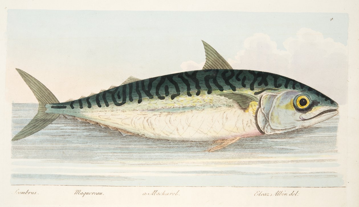 Makrilli, teoksesta A Treatise on Fish and Fish-ponds, pub. 1832 (käsin väritetty kaiverrus) tekijältä Eleazar Albin