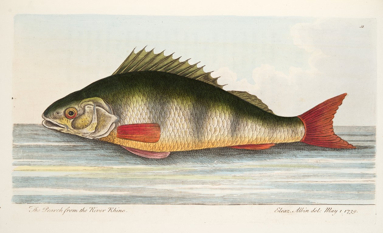 Pearch Rein-joesta, teoksesta A Treatise on Fish and Fish-ponds, pub. 1832 (käsin väritetty kaiverrus). tekijältä Eleazar Albin