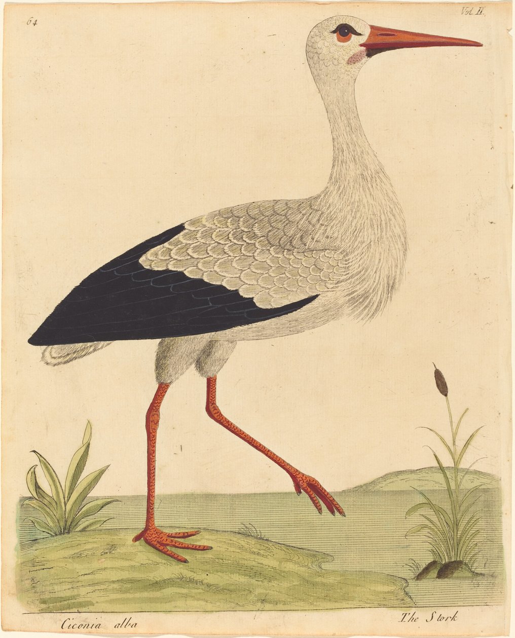 The Stork Ciconia Alba, julkaistu 17311738. tekijältä Eleazar Albin