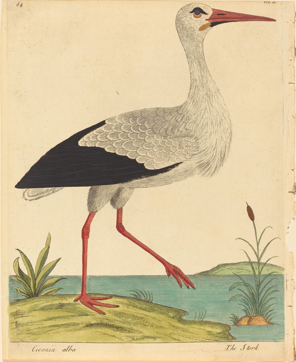 The Stork Ciconia Alba, julkaistu 17311738. tekijältä Eleazar Albin
