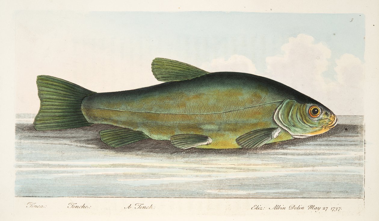 The Tench, teoksesta A Treatise on Fish and Fish-ponds, pub. 1832 (käsin väritetty kaiverrus) tekijältä Eleazar Albin