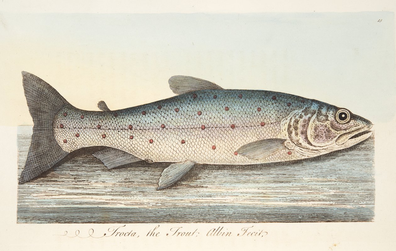 Taimen, teoksesta A Treatise on Fish and Fish-ponds, pub. 1832 (käsin väritetty kaiverrus) tekijältä Eleazar Albin