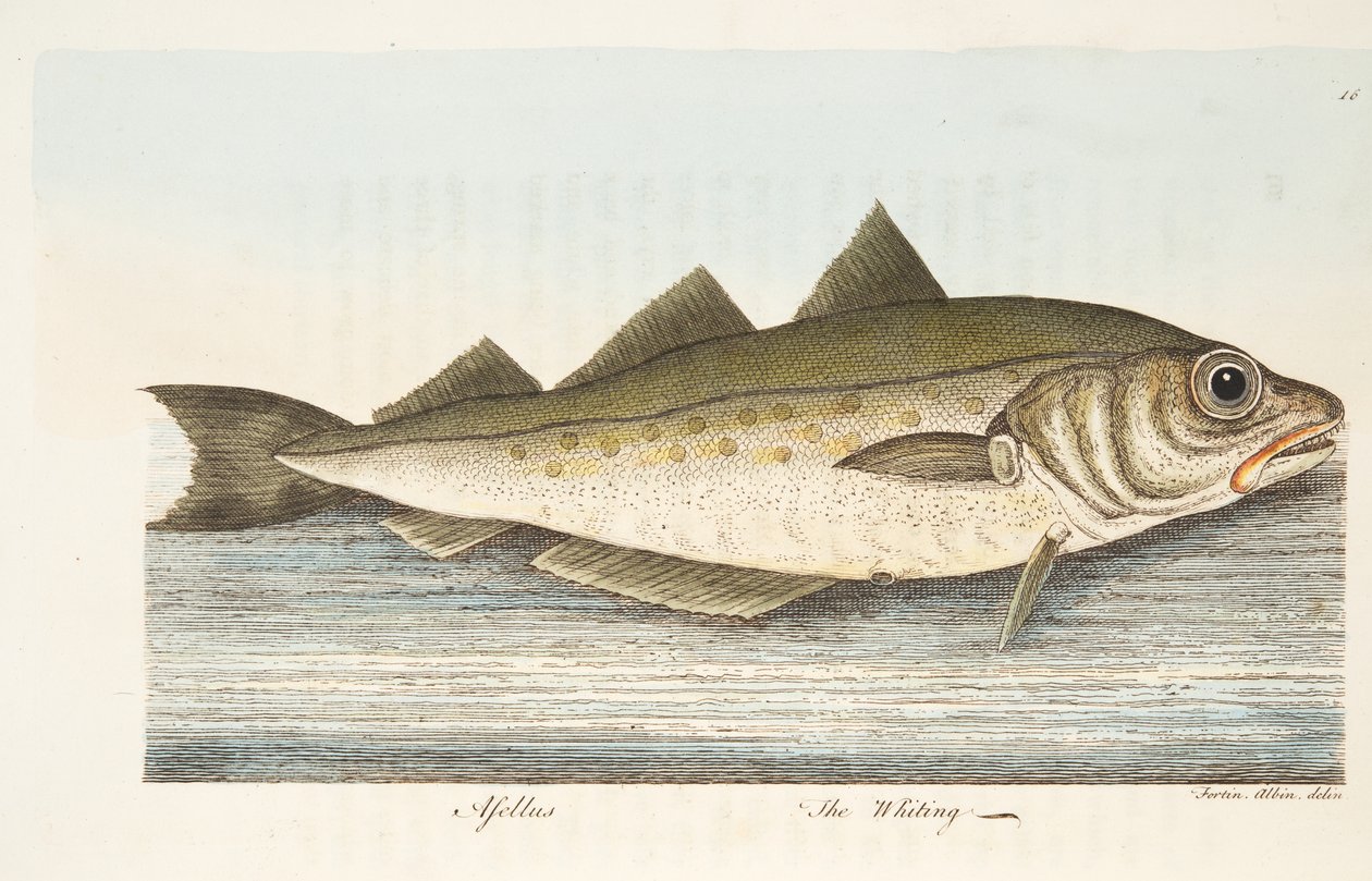 Valkoturska, teoksesta A Treatise on Fish and Fish-ponds, pub. 1832 (käsin väritetty kaiverrus) tekijältä Eleazar Albin