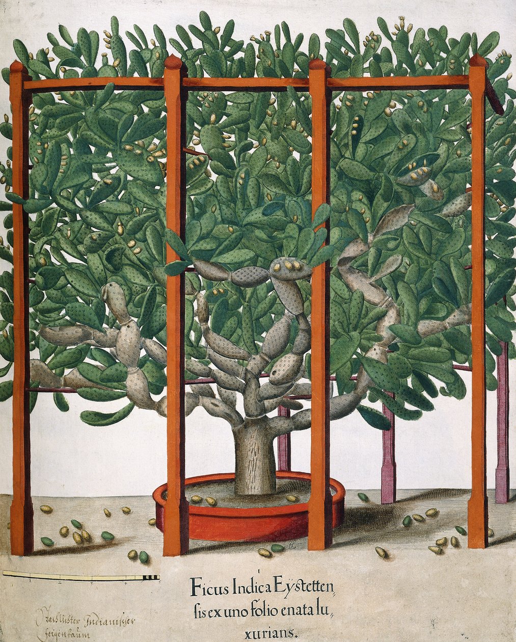 Ficus Indica Eystetten fis ex uno Folio Enata lu Xurians, 1613 tekijältä Elias Gottleib Haussmann