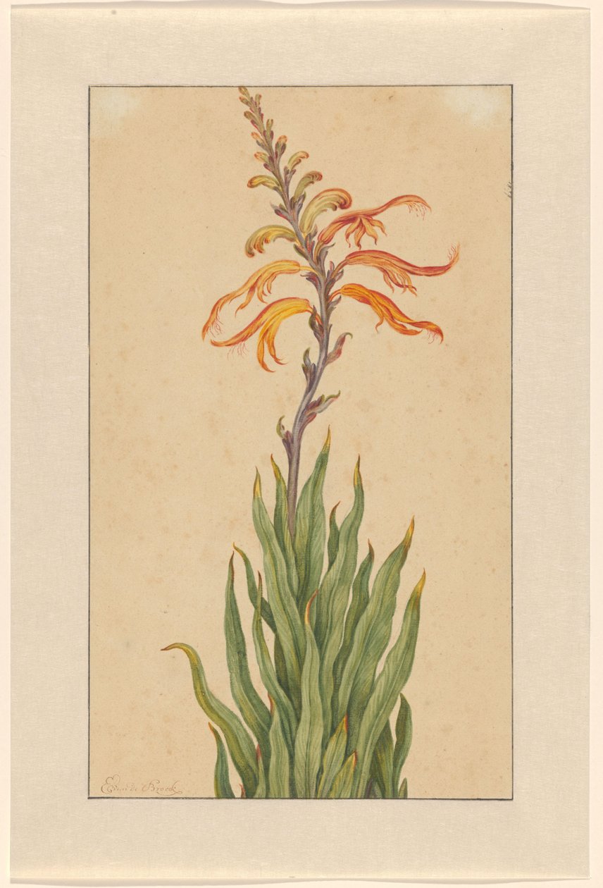 Crocosmia (Montbretia) tekijältä Elias van den Broeck (signed by artist)