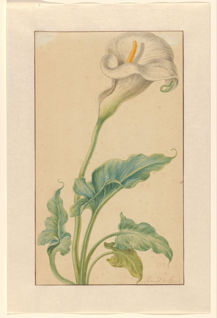 Valkoinen arron varsi tekijältä Elias van den Broeck (signed by artist)