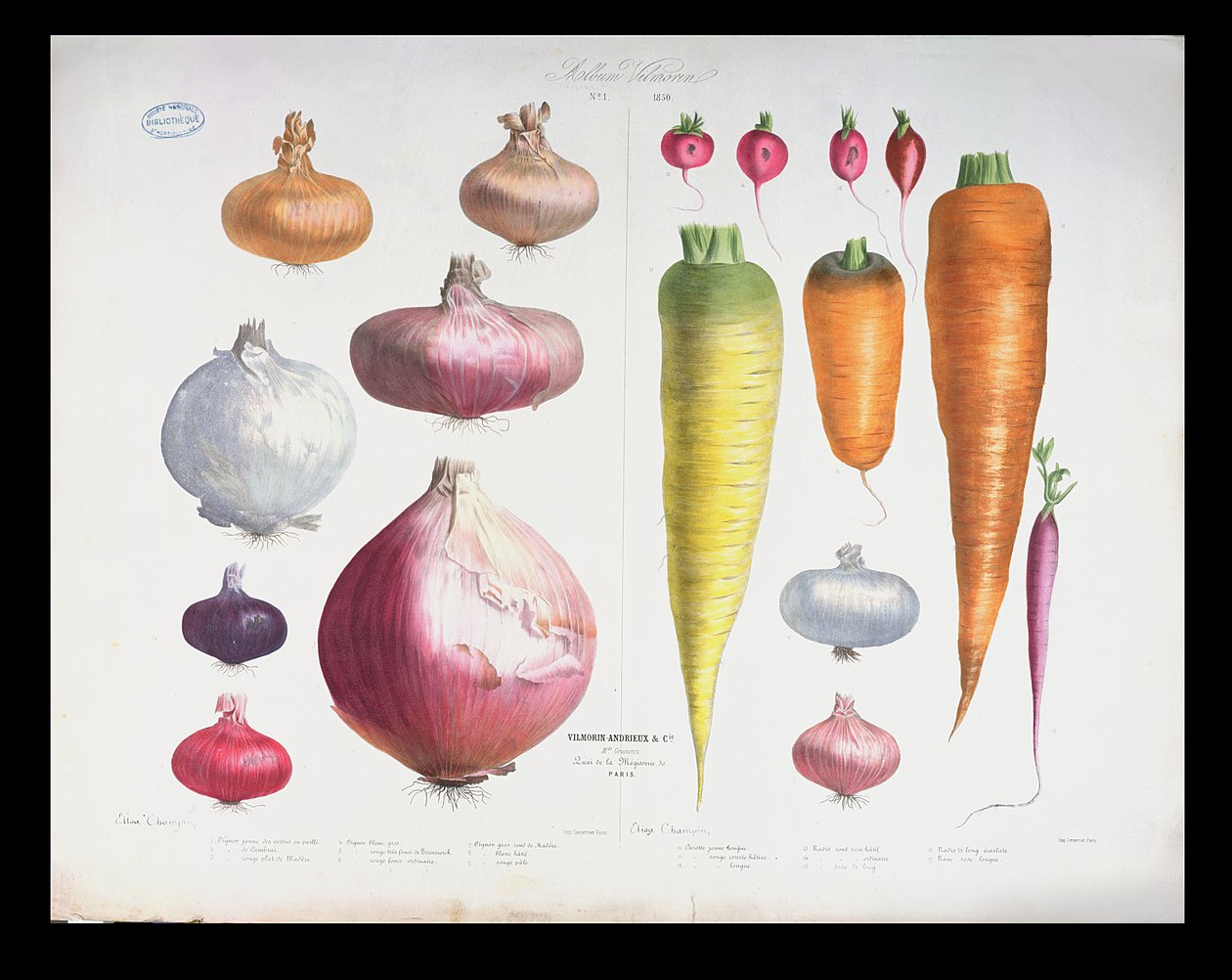 Sipulit, retiisit ja porkkanat, ensimmäisestä albumista Vilmorin, 1850. tekijältä Elisa Champin