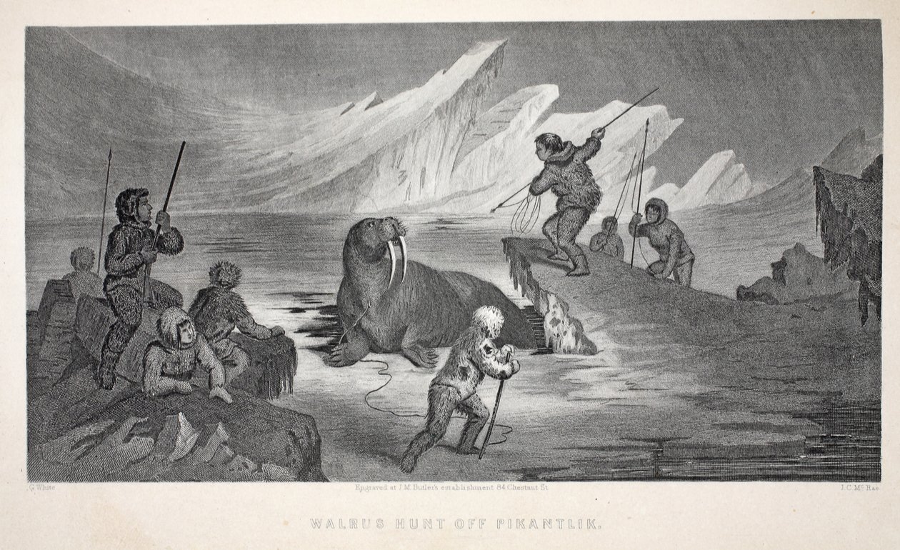 Mursun metsästys Pikantlikista, kuvitus teoksesta "Toinen Grinnell-retkikunta Sir John Franklinia etsimässä...", 1856 tekijältä Elisha Kane