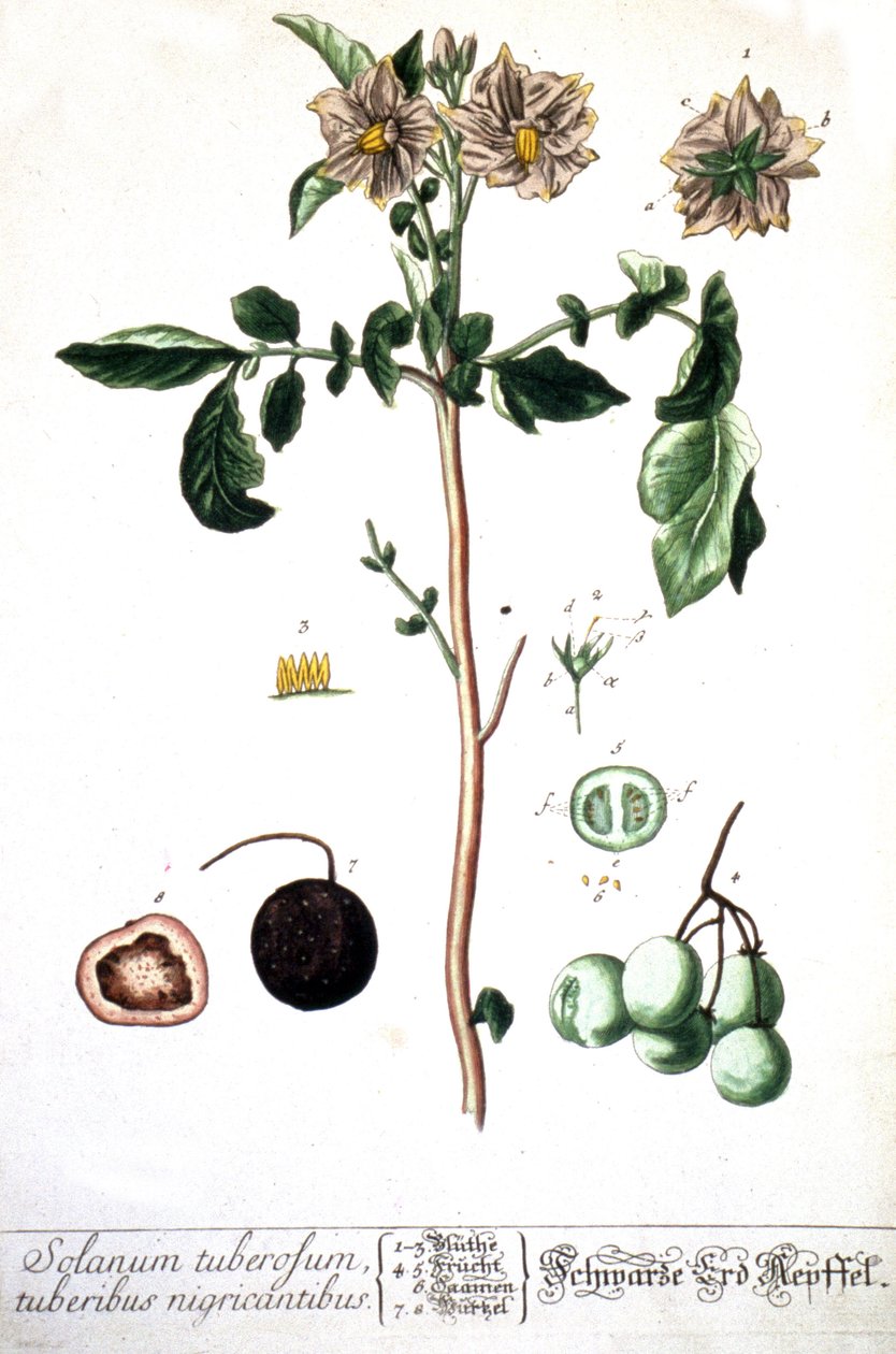 Perunaperuna, 1737 tekijältä Elizabeth Blackwell