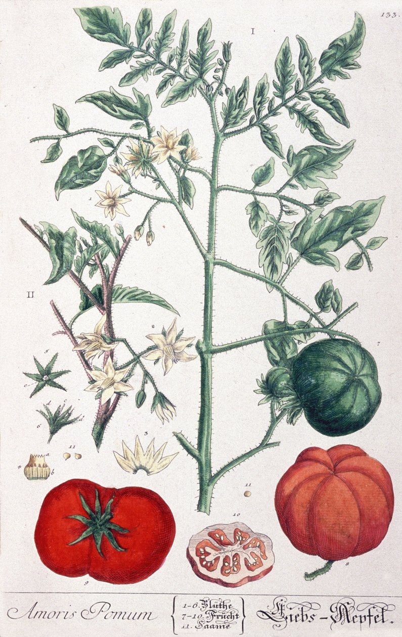 Kultainen omena (tomaatti) tomaatti tekijältä Elizabeth Blackwell