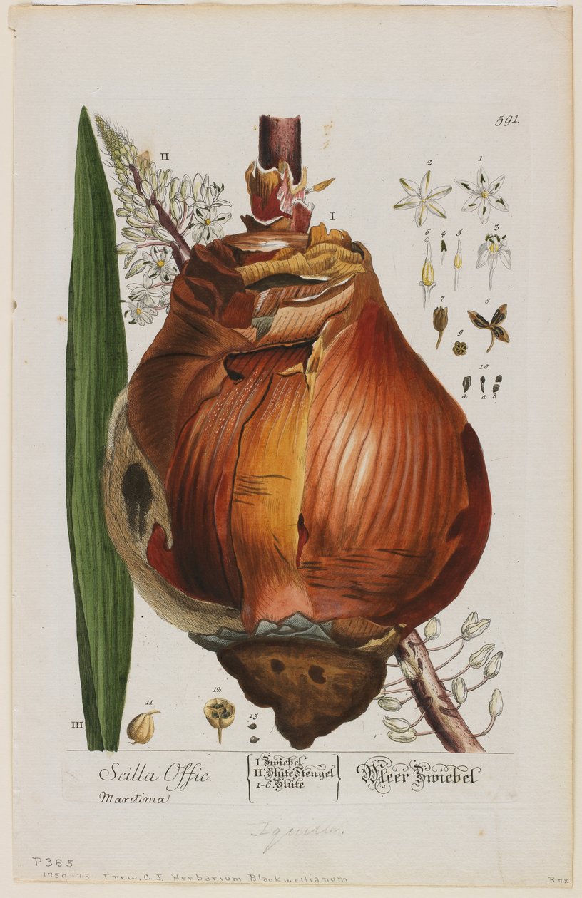 Scilla Offic, 1757-73 (käsinvärinen ja sekoitettu kaiverrus) tekijältä Elizabeth Blackwell
