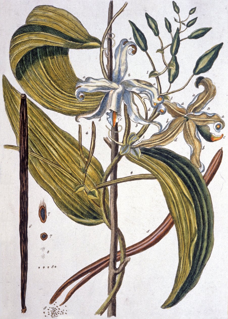 Vaniljatanko 1737 tekijältä Elizabeth Blackwell