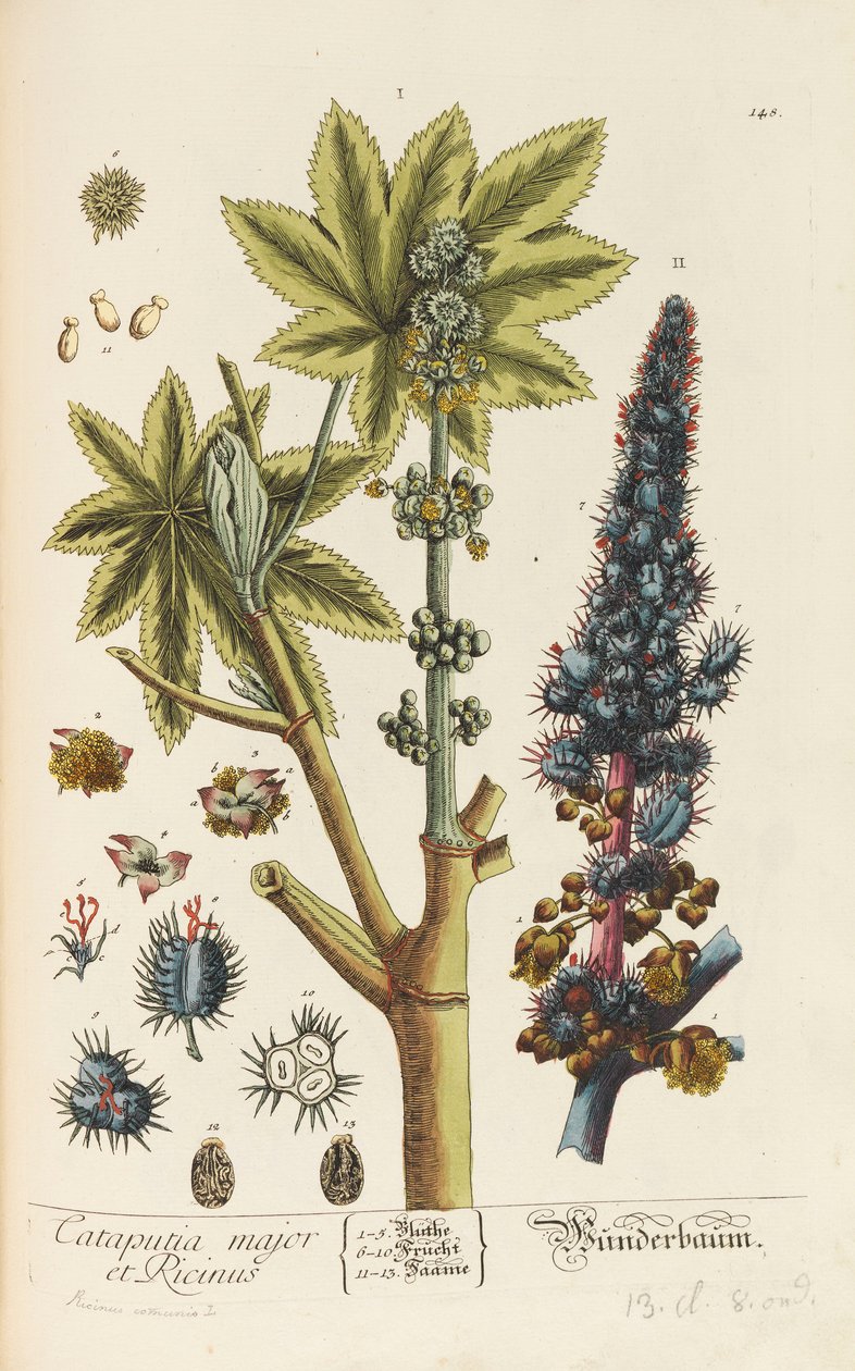 Blackwellian Herbarium tarkistettu ja laajennettu, 1754-1773. tekijältä Elizabeth Blachrie Blackwell